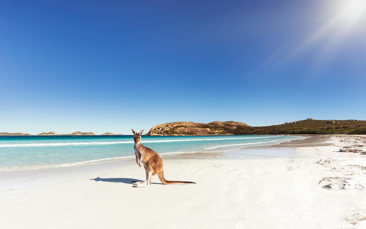 حیات وحش سواحل طلایی - استرالیا یکی از بهترین مکان برای مسافرت خارجی در تابستان