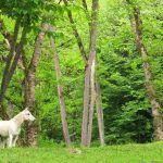 پارک های جنگلی ایران