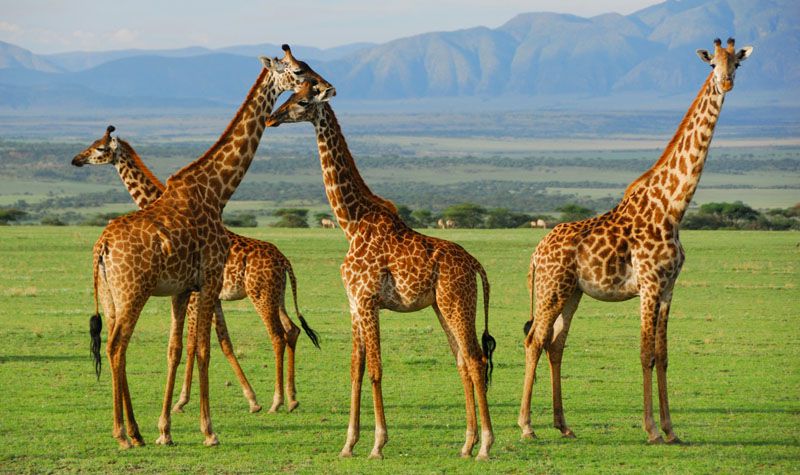 پارک ملی سرنگنی؛ تانزانیا یکی از بهترین جا برای مسافرت خارج از ایران