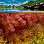 عکس هایی از رودخانه‌ی 5 رنگ بسیار زیبا در کلمبیا