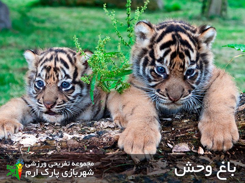 باغ وحش ارم؛ از دیدنی ترین جاهای دیدنی تهران و جای تفریحی تهران