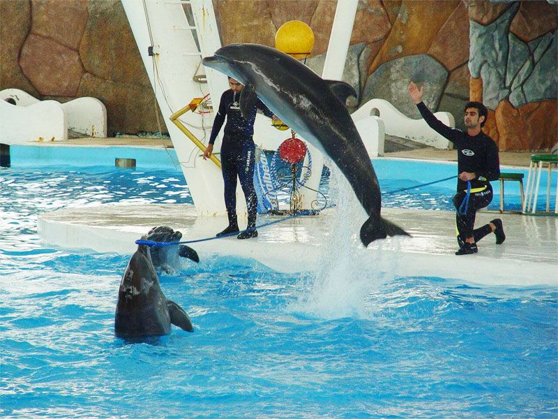 پارک دلفین ها: از دیدنی های کیش